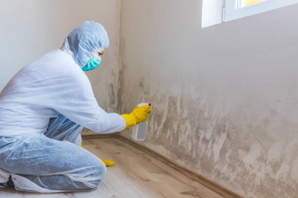 Black mold inspection in Melfa