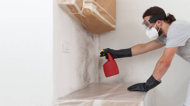 Basement Mold Remediation treatment on basement walls in Melfa
