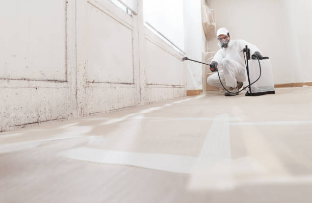 Black mold remediation team in Melfa